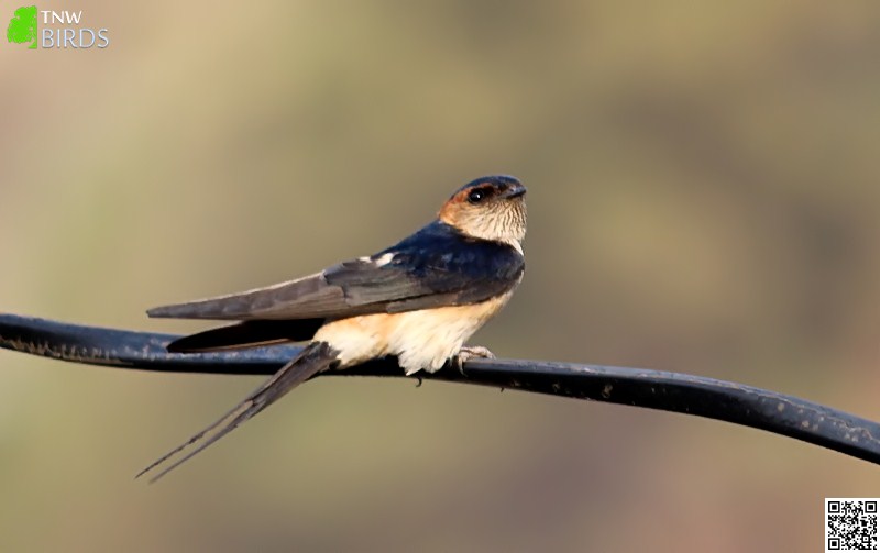 Red-rumped Swallow